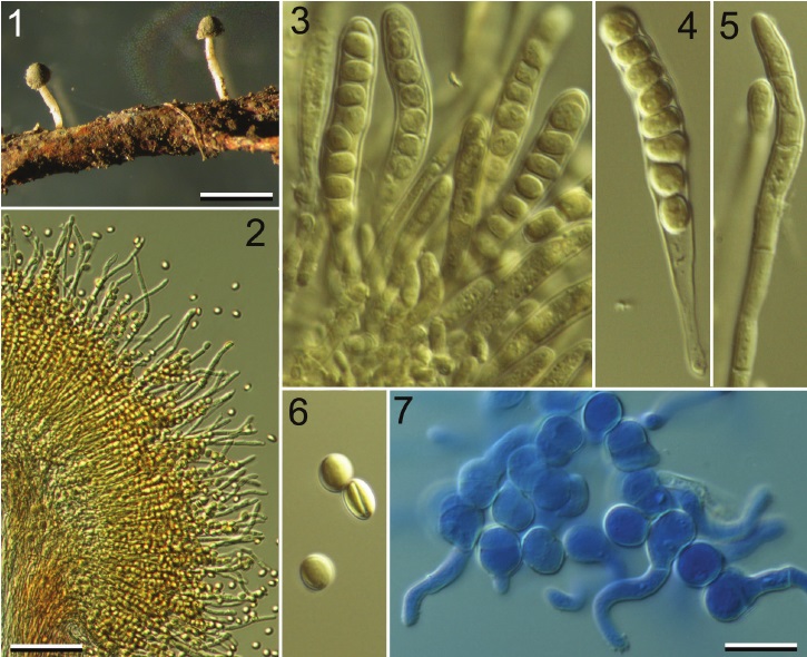 Представитель Семейства Roesleriaceae